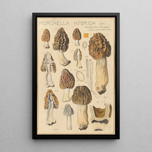 Morchella hybrida - Hans Baldung — quadro incorniciato alla parete