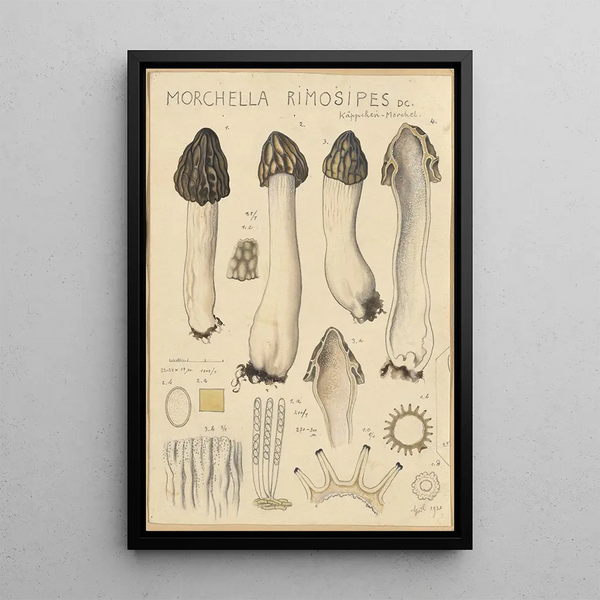 Morchella rimosipes - Hans Baldung — quadro incorniciato alla parete