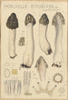 Morchella rimosipes - Hans Baldung — vista dell’opera
