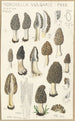 Morchella vulgaris - Hans Baldung — vista dell’opera