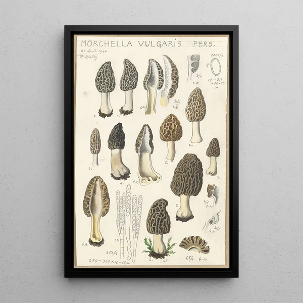 Morchella vulgaris - Hans Baldung — quadro incorniciato alla parete