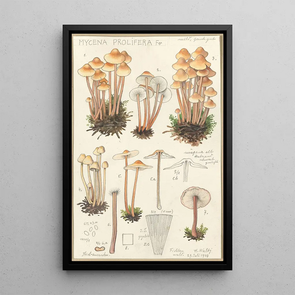 Mycena prolifera - Hans Baldung — quadro incorniciato alla parete