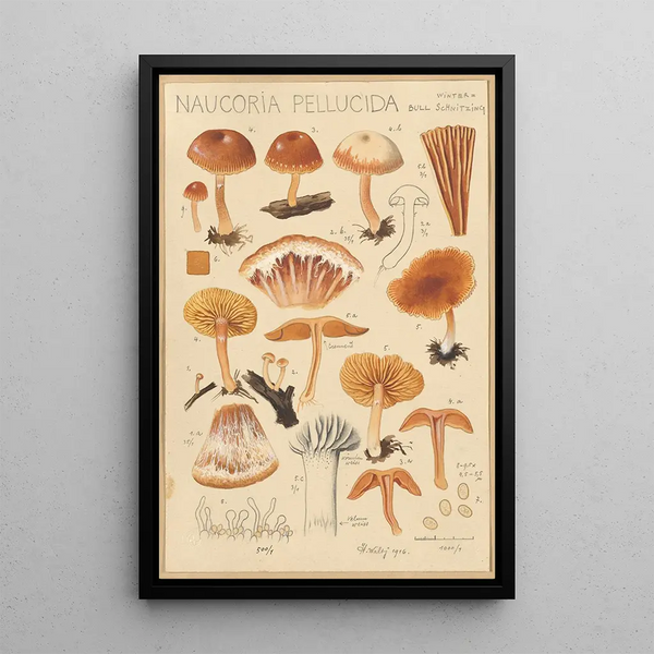 Naucoria pellucida - Hans Baldung — quadro incorniciato alla parete