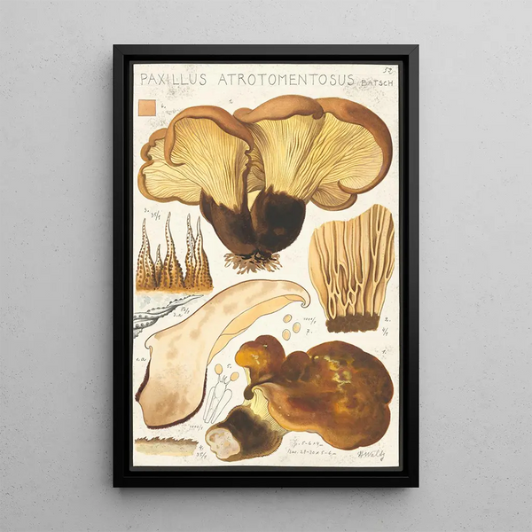 Paxillus atrotomentosus Batsch 2 - Hans Baldung — quadro incorniciato alla parete