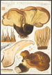 Paxillus atrotomentosus Batsch 2 - Hans Baldung — vista dell’opera