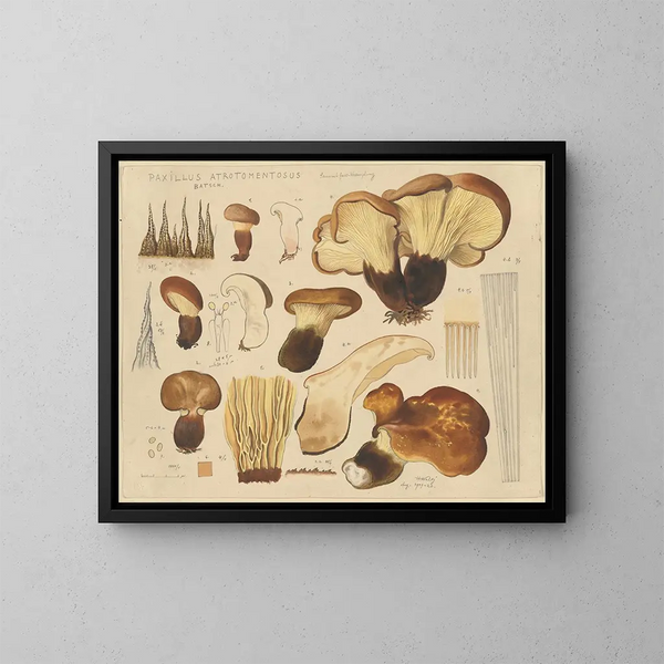Paxille atrotomentueux - Hans Baldung — quadro incorniciato alla parete