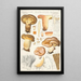 Paxillus involutus Batsch - Hans Baldung — quadro incorniciato alla parete