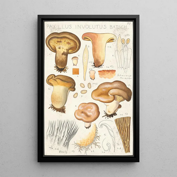 Paxillus involutus Batsch - Hans Baldung — quadro incorniciato alla parete