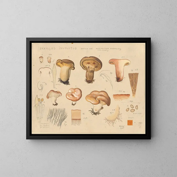 Paxillus involutus - Hans Baldung — quadro incorniciato alla parete