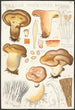 Paxillus involutus Batsch - Hans Baldung — vista dell’opera