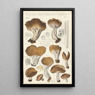 Hans Walty - Peziza acetabula vulgaris.webp