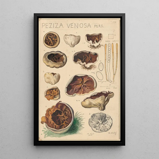 Hans Walty - Peziza venosa.webp