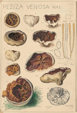 Hans Walty - Peziza venosa.webp