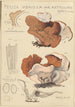 Peziza venosa var Reticulata greville - Hans Baldung — vista dell’opera