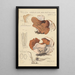 Peziza venosa var Reticulata greville - Hans Baldung — quadro incorniciato alla parete