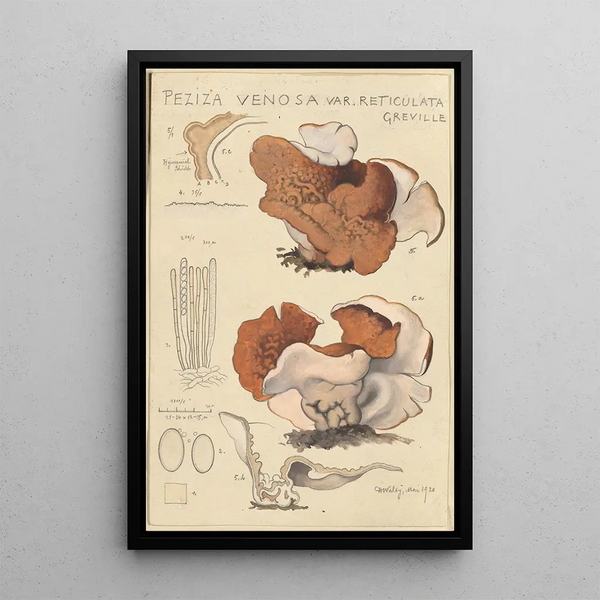 Peziza venosa var Reticulata greville - Hans Baldung — quadro incorniciato alla parete