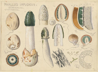 Phallus impudicus - Hans Baldung — vista dell’opera