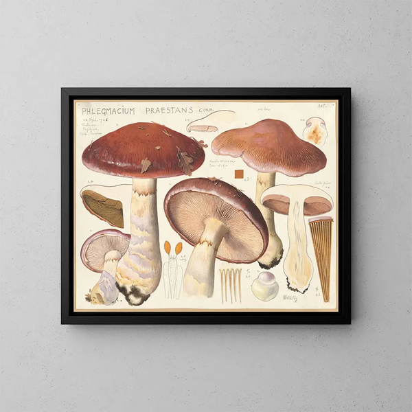 Phlegmacium praestans - Hans Baldung — quadro incorniciato alla parete