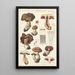 Phlegmacium spadiceum Batsch - Hans Baldung — quadro incorniciato alla parete