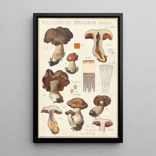 Phlegmacium spadiceum Batsch - Hans Baldung — quadro incorniciato alla parete