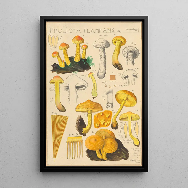 Pholiota flammans Pholiota caperata - Hans Baldung — quadro incorniciato alla parete