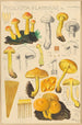 Pholiota flammans Pholiota caperata - Hans Baldung — vista dell’opera
