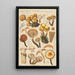 Pholiota mutabilis Schaeffer - Hans Baldung — quadro incorniciato alla parete