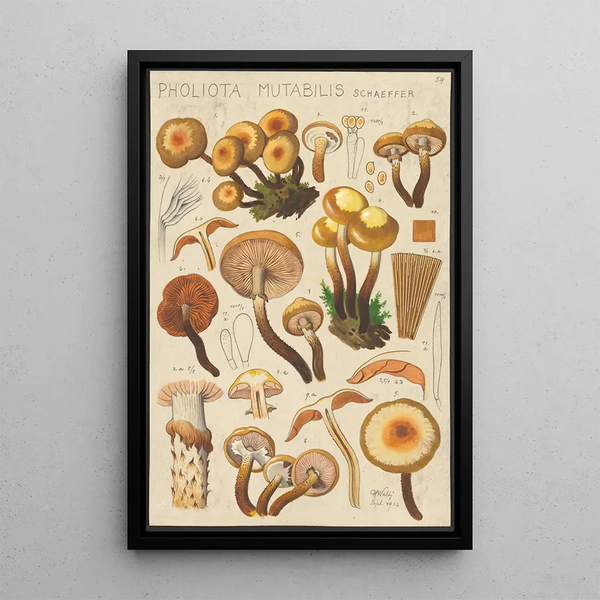 Pholiota mutabilis Schaeffer - Hans Baldung — quadro incorniciato alla parete