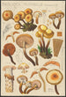 Pholiota mutabilis Schaeffer - Hans Baldung — vista dell’opera