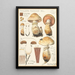 Pholiota radicosa Bull - Hans Baldung — quadro incorniciato alla parete