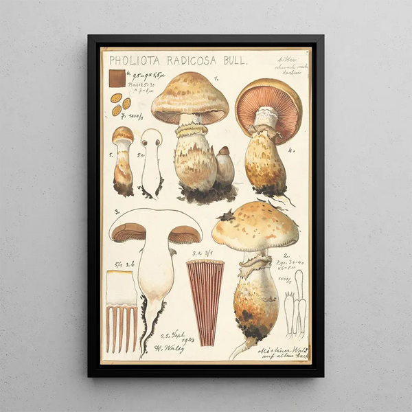 Pholiota radicosa Bull - Hans Baldung — quadro incorniciato alla parete
