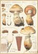 Pholiota radicosa Bull - Hans Baldung — vista dell’opera