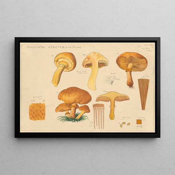 Pholiota spectabilis Fr 1828 - Hans Baldung — quadro incorniciato alla parete