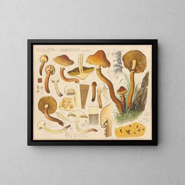 Pholiota squarrosa - Hans Baldung — quadro incorniciato alla parete