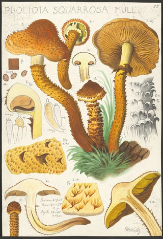 Hans Walty - Pholiota squarrosa Mll.webp