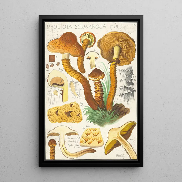 Pholiota squarrosa Mll - Hans Baldung — quadro incorniciato alla parete