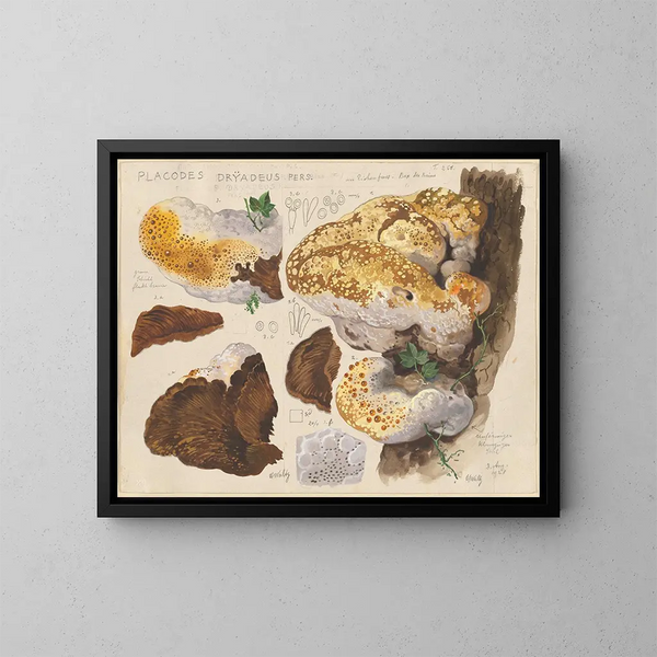 Placodes dryadeus pers - Hans Baldung — quadro incorniciato alla parete