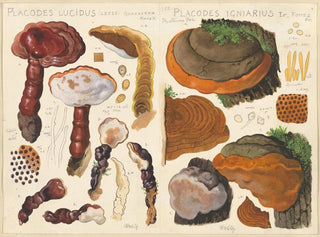 Placodes lucidus Placodes igniarus - Hans Baldung — vista dell’opera