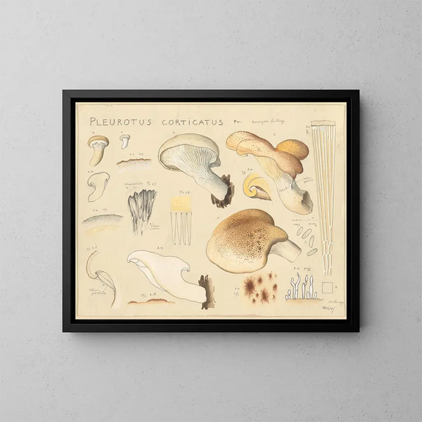 Pleurote corticatus - Hans Baldung — quadro incorniciato alla parete