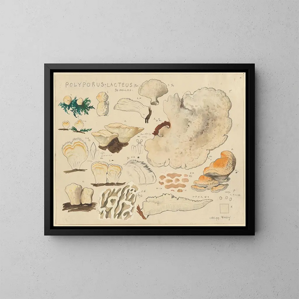 Polypore lacté - Hans Baldung — quadro incorniciato alla parete