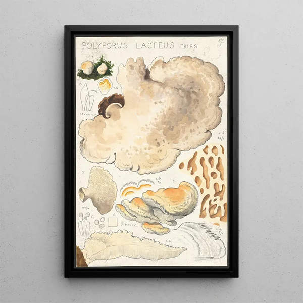 Polyporus lacteus Fries - Hans Baldung — quadro incorniciato alla parete