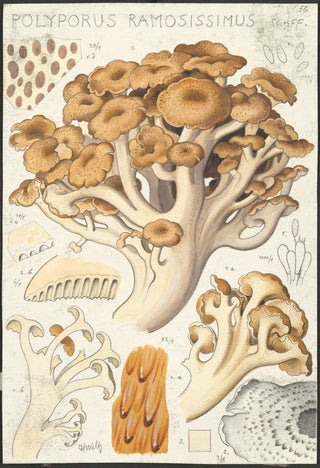 Hans Walty - Polyporus ramosissimus Schff.webp