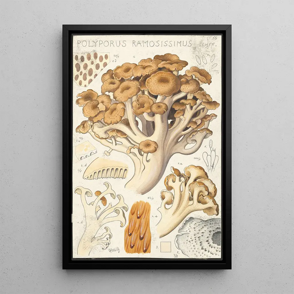 Polyporus ramosissimus Schff - Hans Baldung — quadro incorniciato alla parete