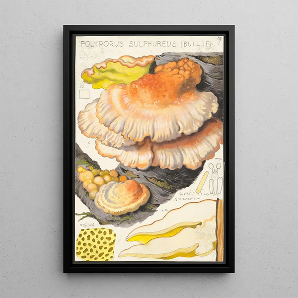 Polyporus sulfureus Bull Fr - Hans Baldung — quadro incorniciato alla parete