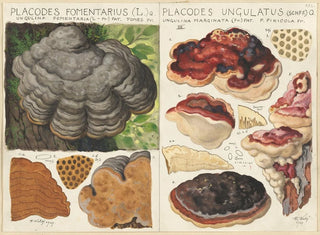 Hans Walty - Polystictus fomentarius Placodes ungulatus.webp