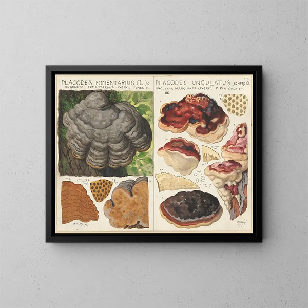Polystictus fomentarius e Placodes ungulatus - Hans Baldung — quadro incorniciato alla parete