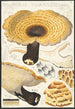 Poyporus squamosus Fries - Hans Baldung — vista dell’opera