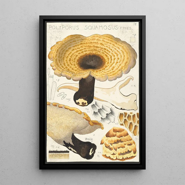 Poyporus squamosus Fries - Hans Baldung — quadro incorniciato alla parete