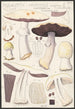 Psalliota Arvensis Schaeff I Uebergang zu flavescens II silvicola Vitt - Hans Baldung — vista dell’opera