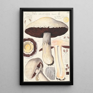 Hans Walty - Psalliota Arvensis Schff II.webp